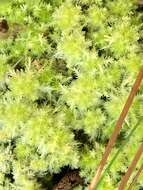 Image of pale bog-moss