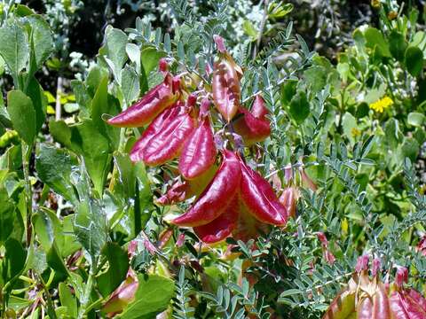 Image de Lessertia frutescens (L.) Goldblatt & J. C. Manning