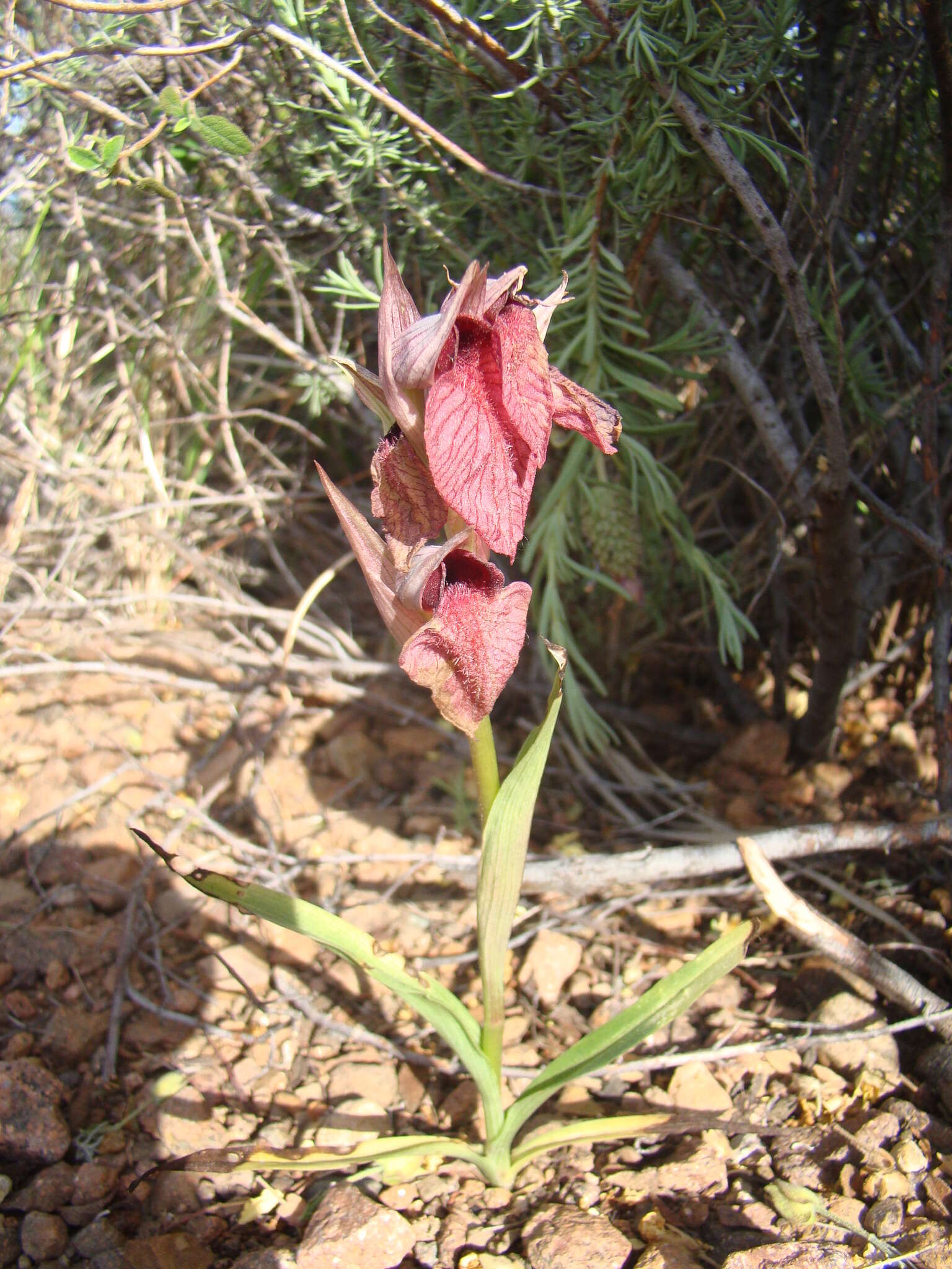 Image of Neglected Serapias