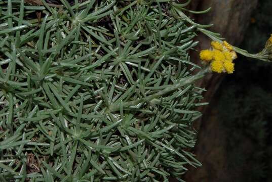 Image of Helichrysum galpinii N. E. Brown