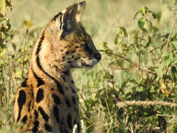 صورة Leptailurus serval lipostictus (Pocock 1907)