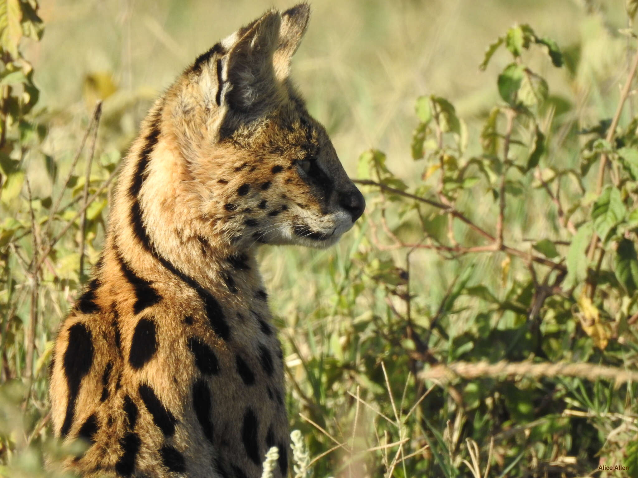 صورة Leptailurus serval lipostictus (Pocock 1907)