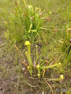 Image of Gulf pitcherplant