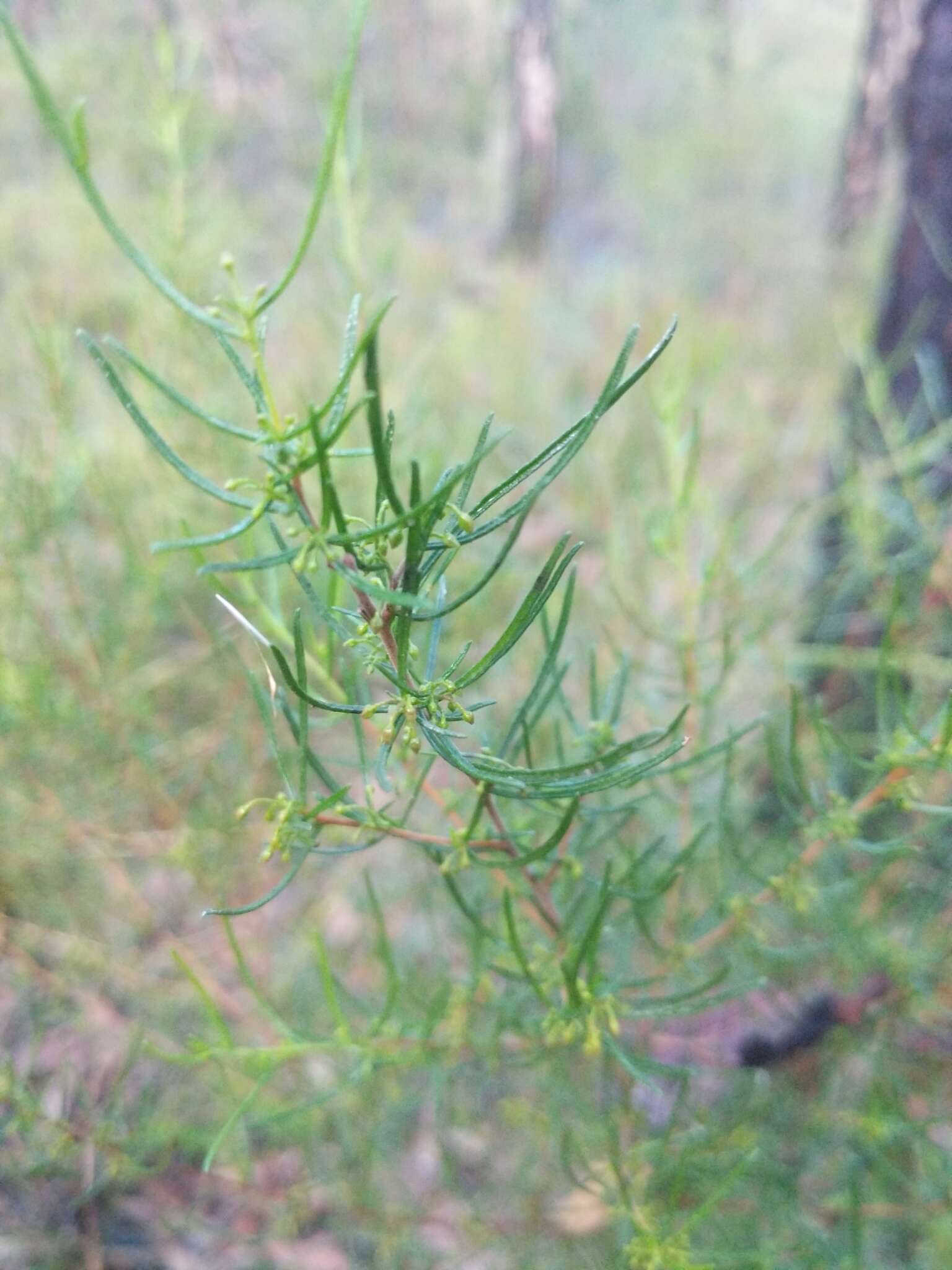 Image of Dodonaea falcata J. G. West