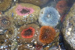 Image of Sandy anemone