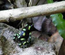 Image of Gold Arrow-poison Frog