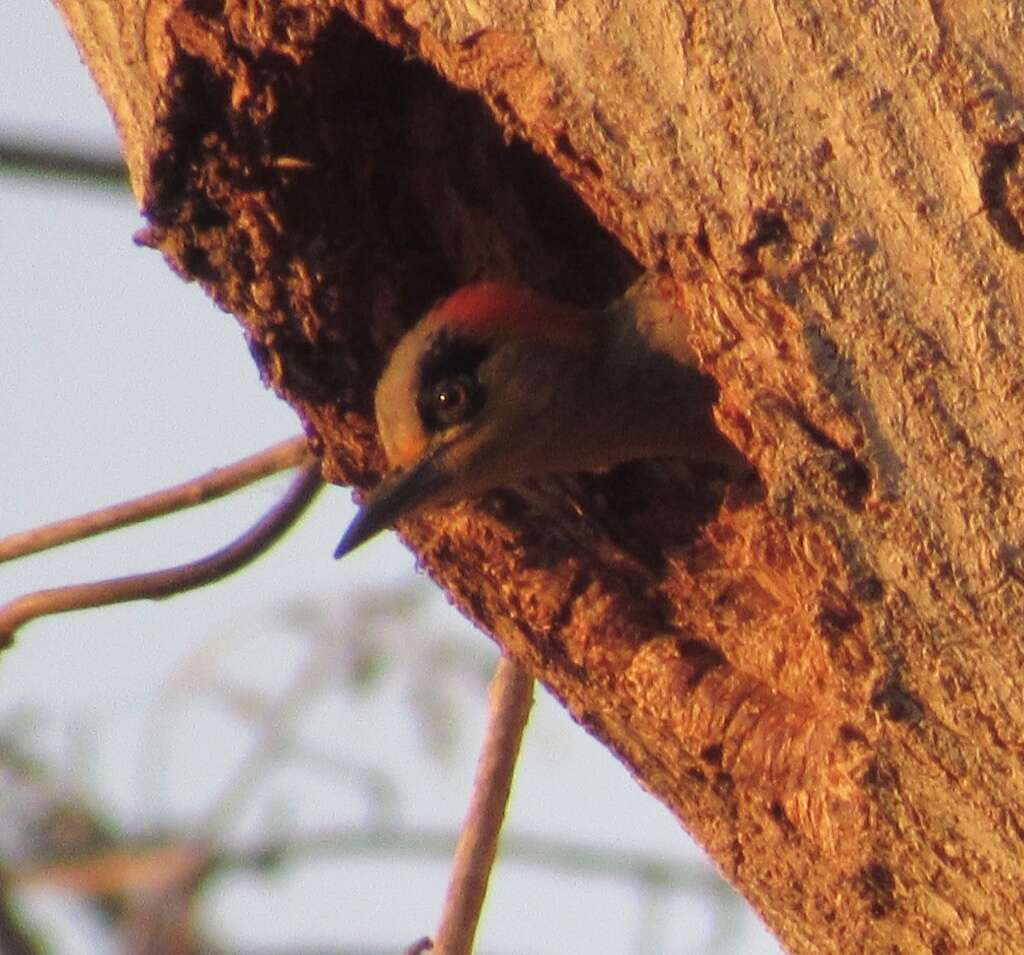 Image of Golden-cheeked Woodpecker