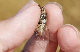 Image of tussock cicada