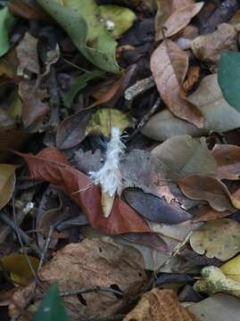 صورة Genianthus laurifolius (Roxb.) Hook. fil.