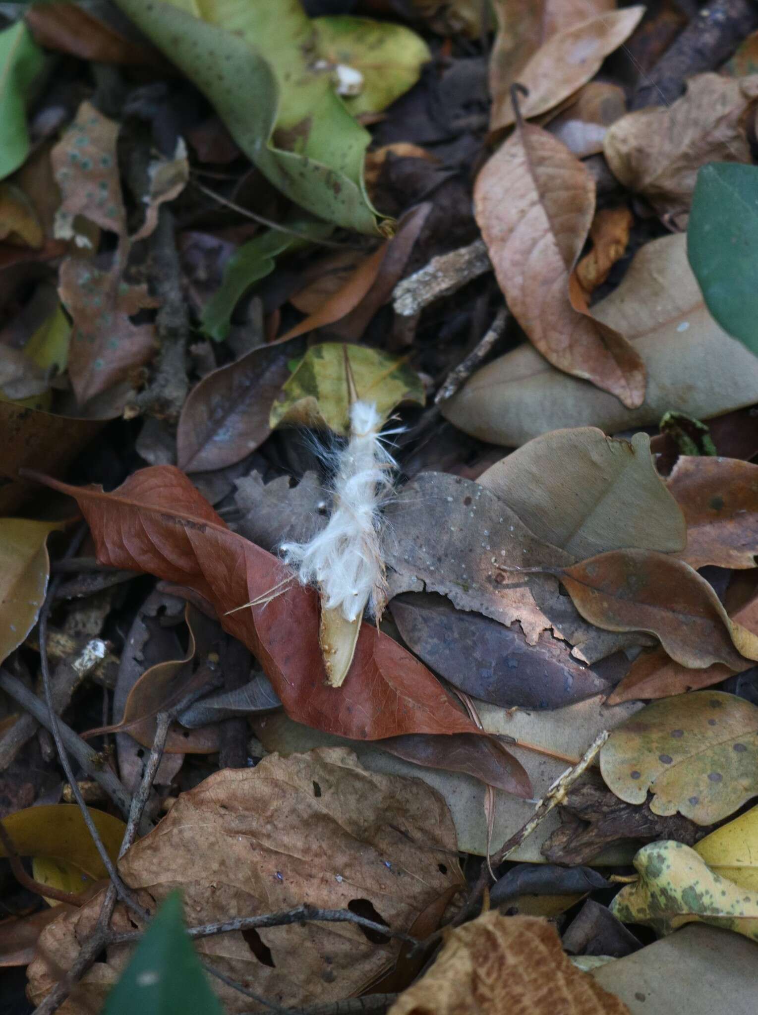 Image of Genianthus laurifolius (Roxb.) Hook. fil.