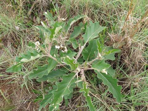 Image of Solanum lichtensteinii Willd.