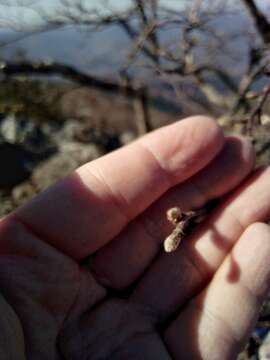 Image of Betula ermanii var. lanata Regel