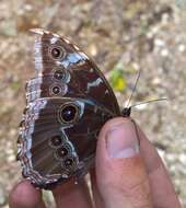 Image of Morpho helenor Cramer 1782