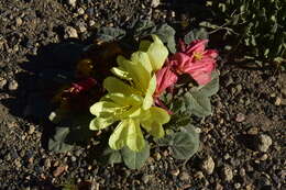 Imagem de Oenothera xylocarpa Coville