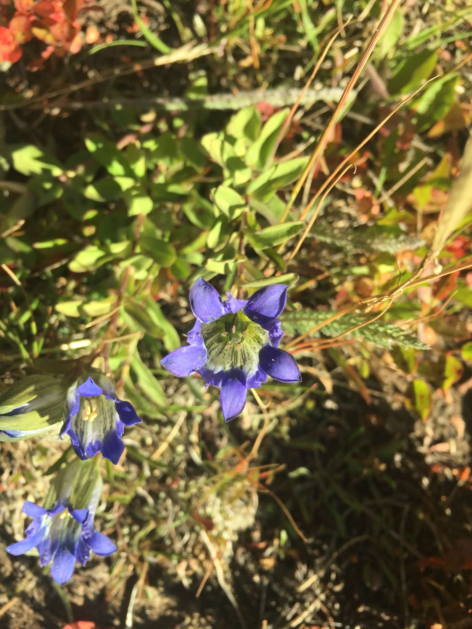 Image of Parry's gentian