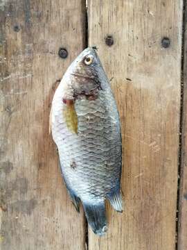 Image of Climbing perch