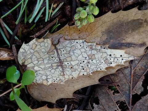 Coccomyces dentatus (J. C. Schmidt) Sacc. 1877的圖片