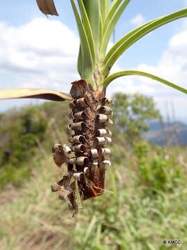 Imagem de Xerophyta dasylirioides Baker