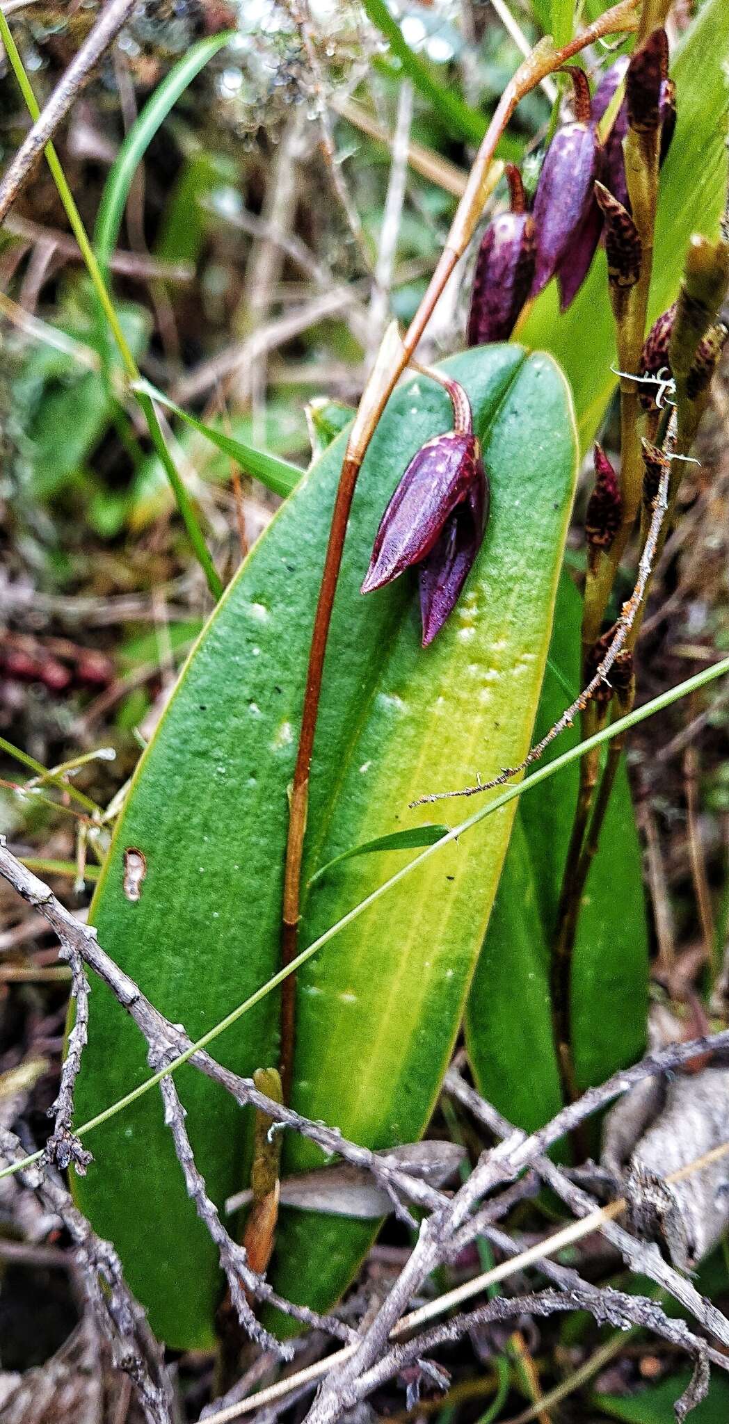 Image of Stelis restrepioides (Lindl.) Pridgeon & M. W. Chase