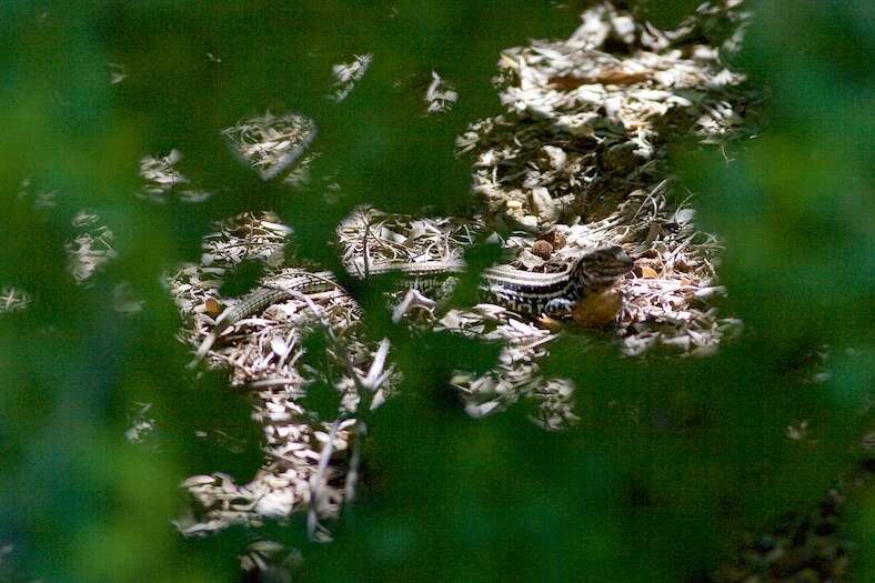 Image of Cerralvo Island Whiptail