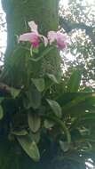 Imagem de Cattleya trianae Linden & Rchb. fil.