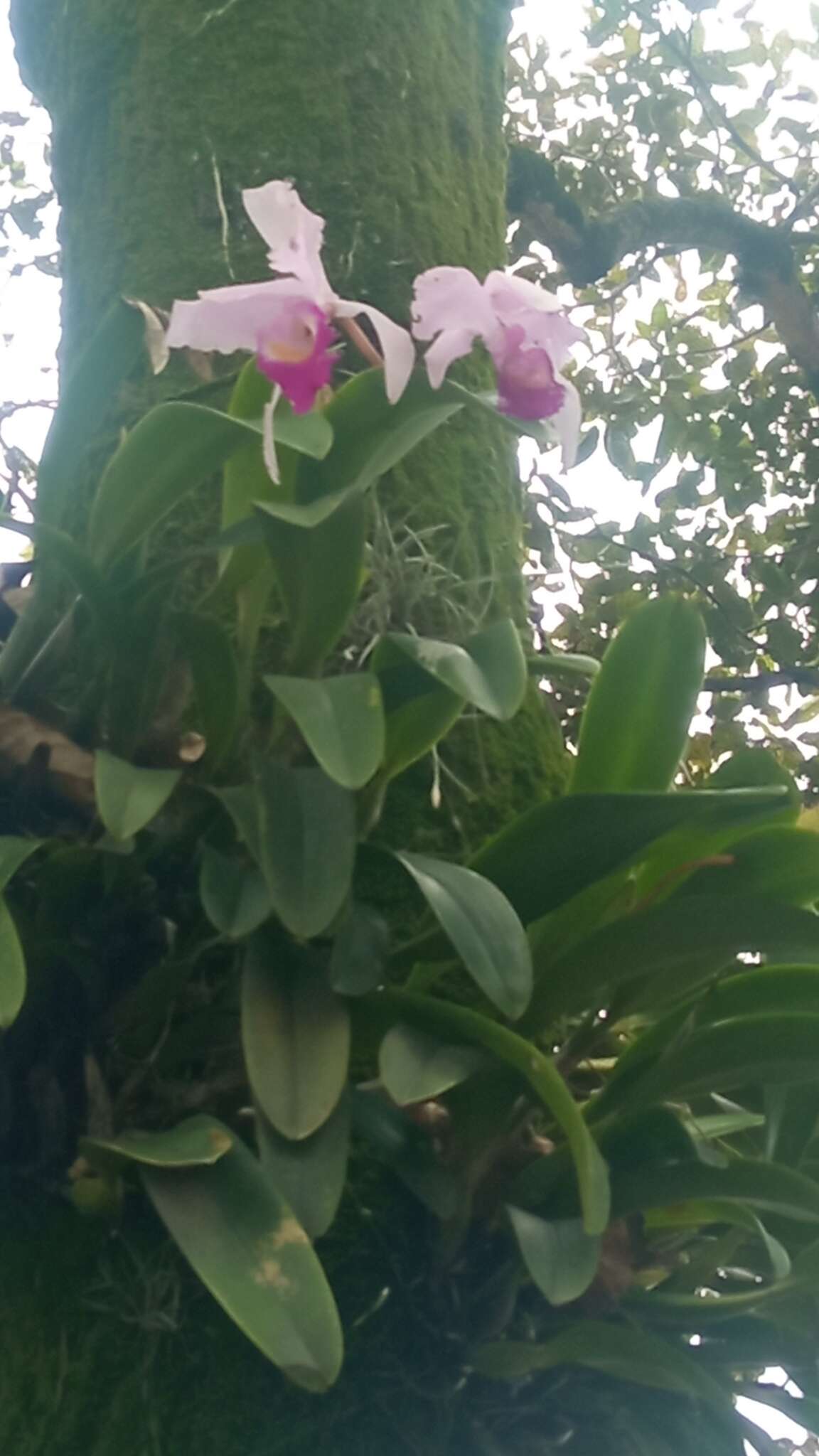 Imagem de Cattleya trianae Linden & Rchb. fil.