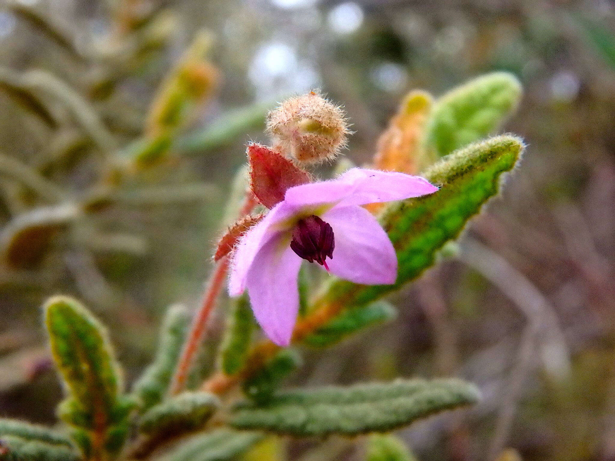 Image of Thomasia petalocalyx F. Müll.