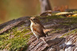 Image of Eastern Winter Wren