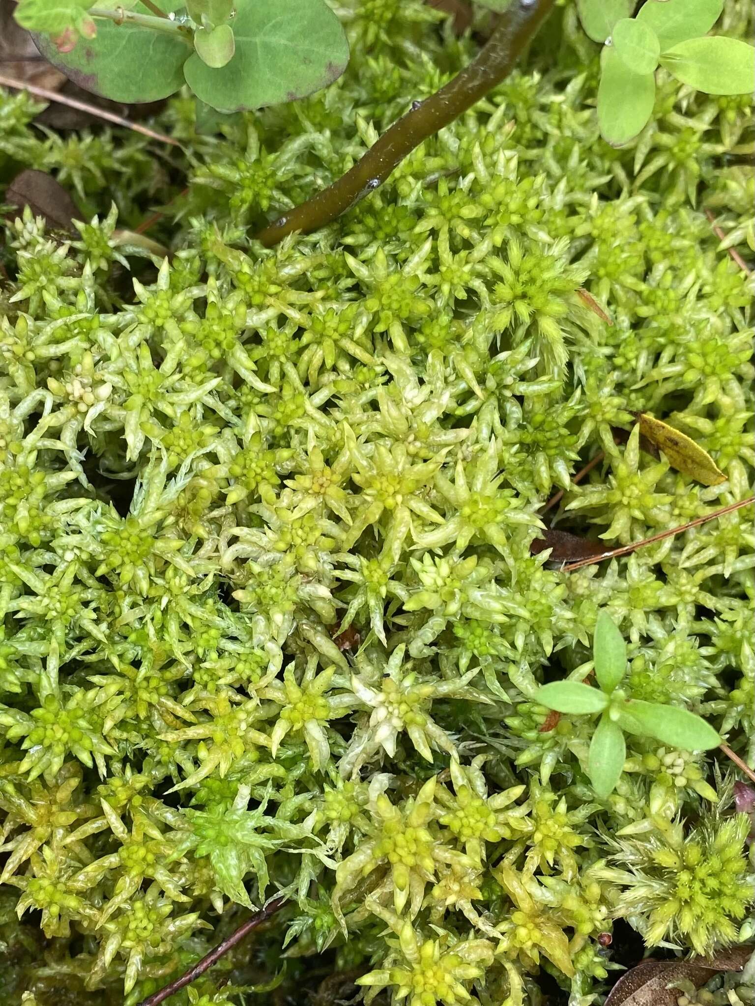 Sphagnum lescurii Sullivant ex A. Gray 1856的圖片