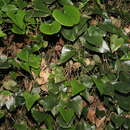 Image of <i>Smilax <i>aspera</i></i> subsp. aspera