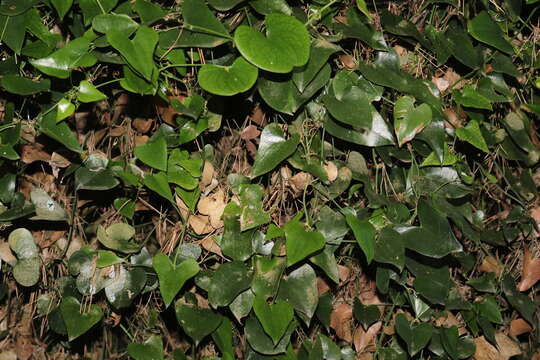 Image of <i>Smilax <i>aspera</i></i> subsp. aspera