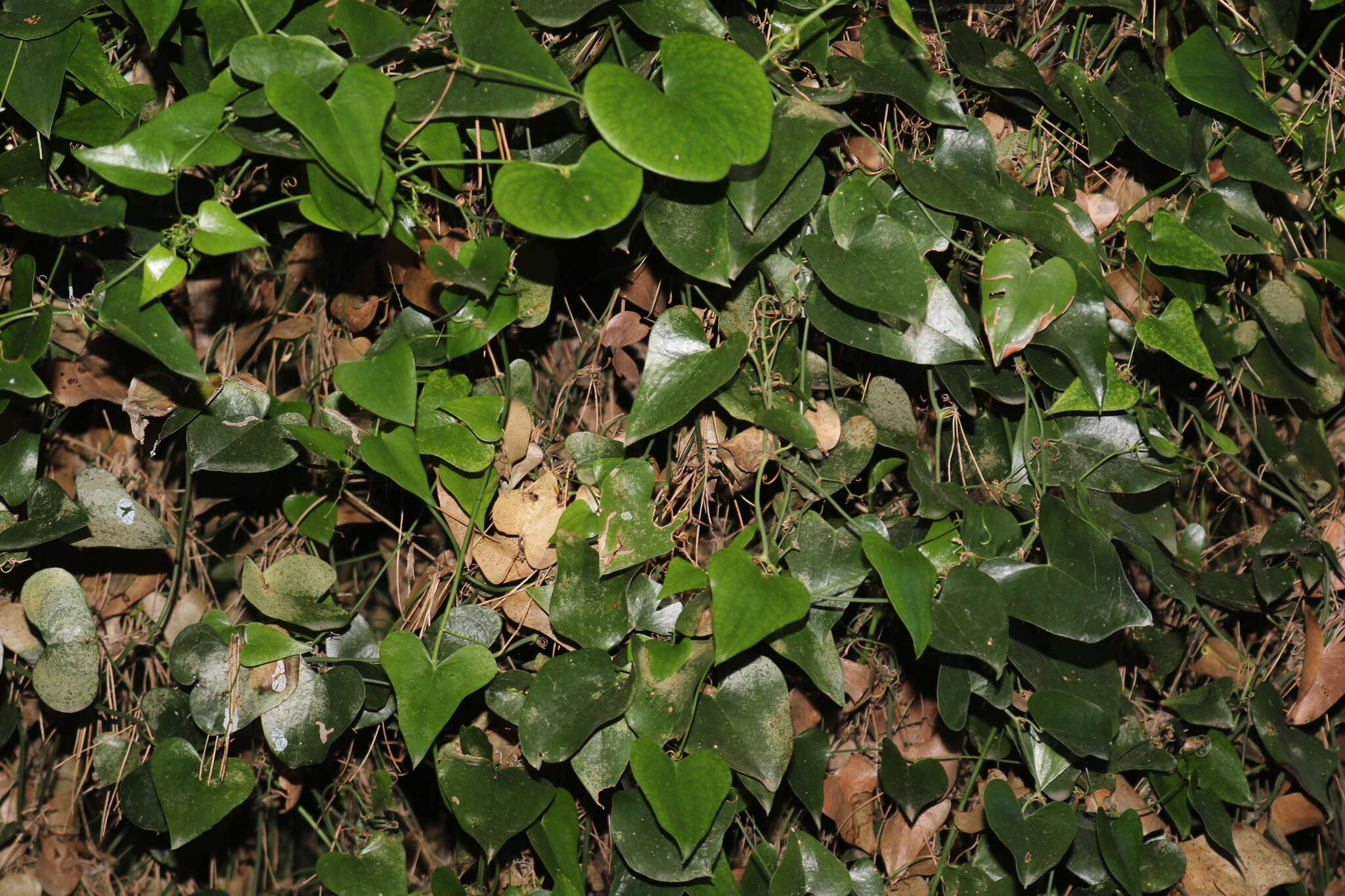 Sivun <i>Smilax <i>aspera</i></i> subsp. aspera kuva