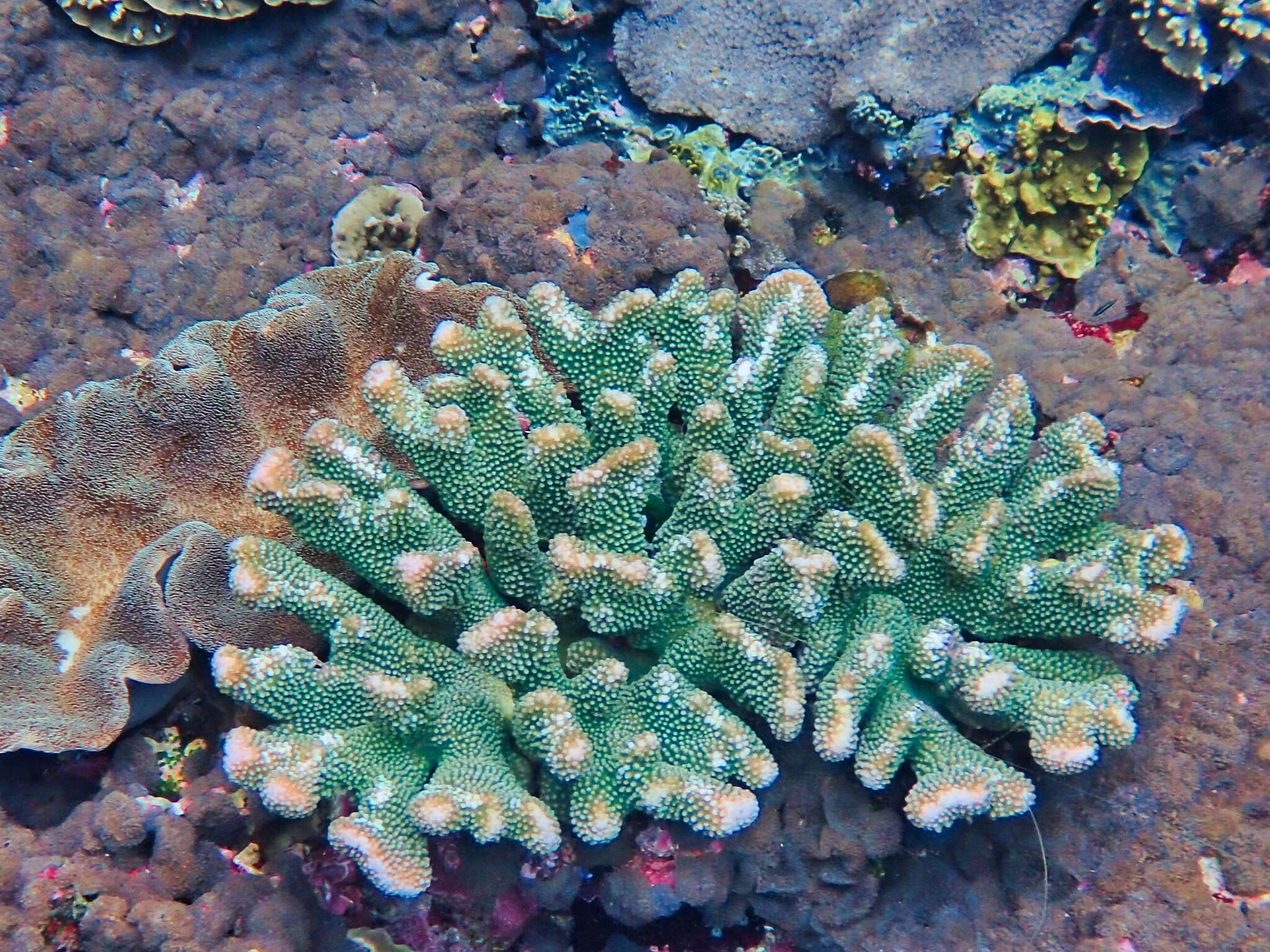 Sivun Pocillopora grandis Dana 1846 kuva