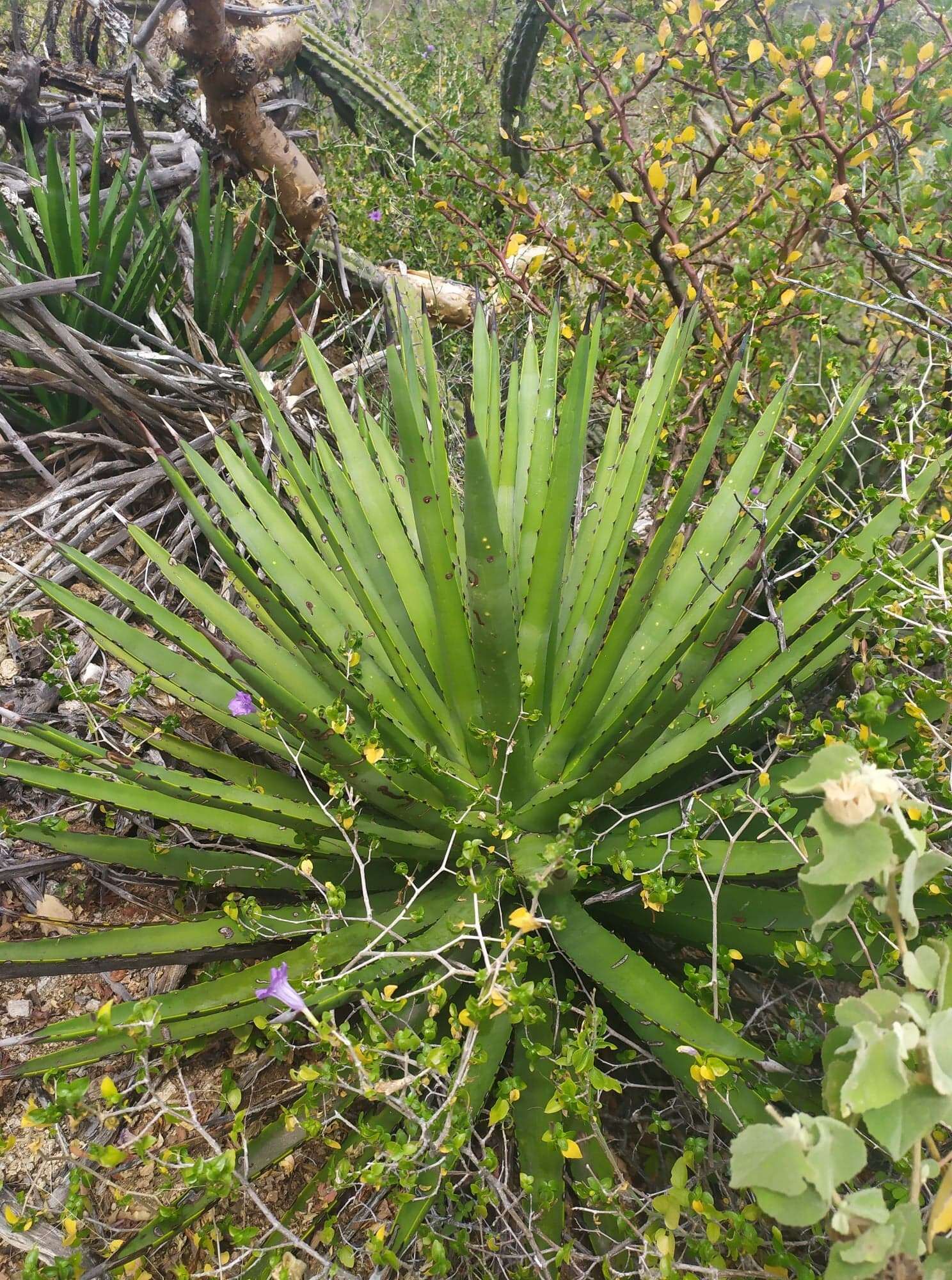 Image of Agave datylio F. A. C. Weber