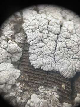 Image of California thelomma lichen