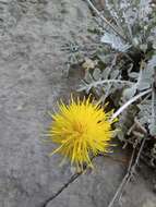 Centaurea ragusina subsp. ragusina的圖片