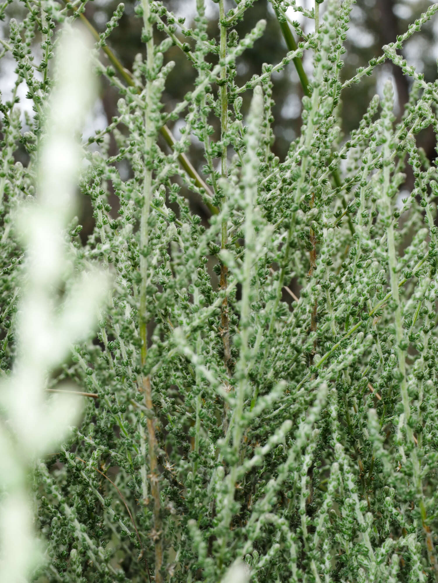 Image of woolly daisy-bush