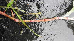 Image of Persicaria lanata (Roxb.) N. N. Tzvel.