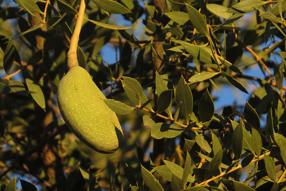 صورة Aspidosperma quebracho-blanco Schltdl.