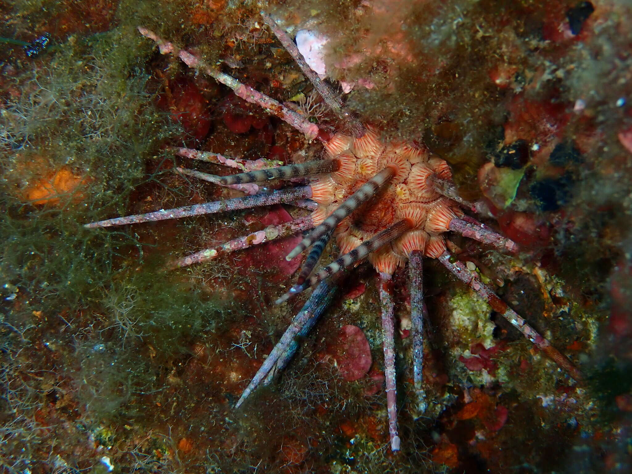 Image of pencil urchin