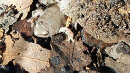 Image of Great Plains Narrowmouth Toad