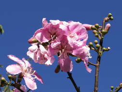 Image of Ceiba pubiflora (A. St.-Hil.) Schum.