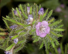 Image of hiddenflower phacelia