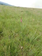 Image of Watsonia confusa Goldblatt