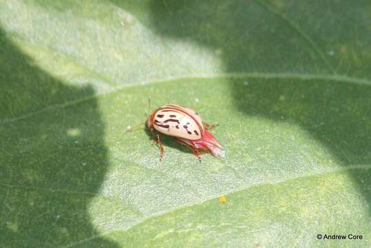 Image of Zygogramma (Zygospila) conjuncta (Rogers 1856)