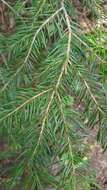 Image of subalpine fir