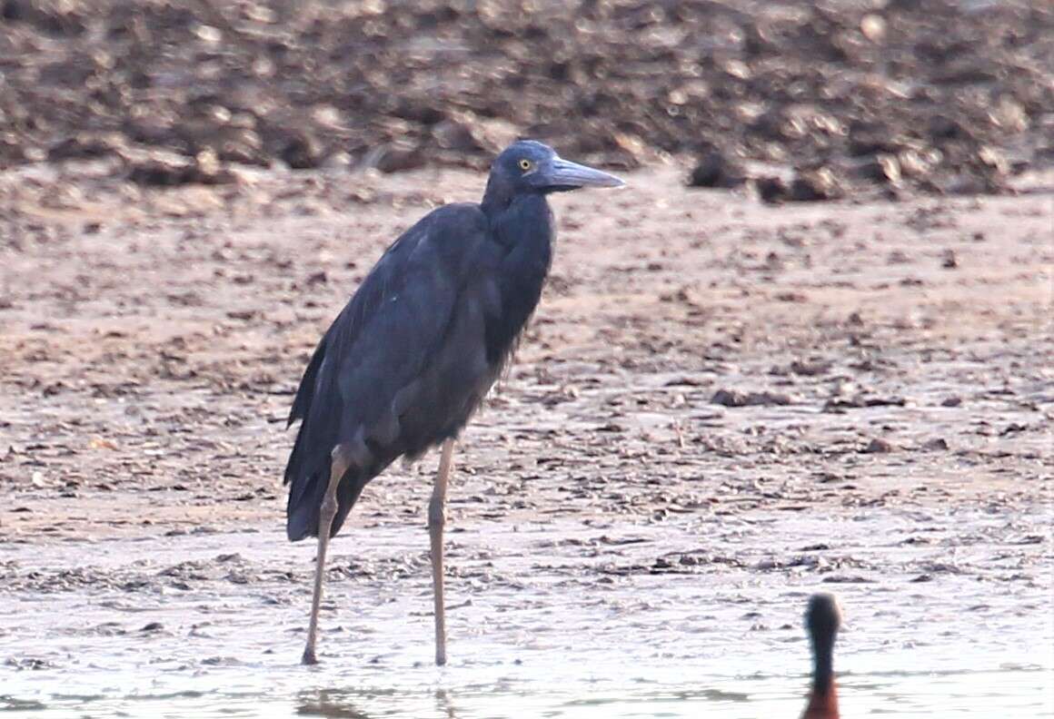 Image of Humblot's Heron