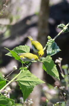 Image of Yellow-ringed White-eye