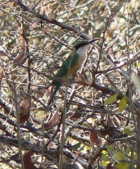 Image of Somali Bee-eater