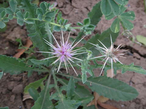 Image of Centaurea perrottettii DC.